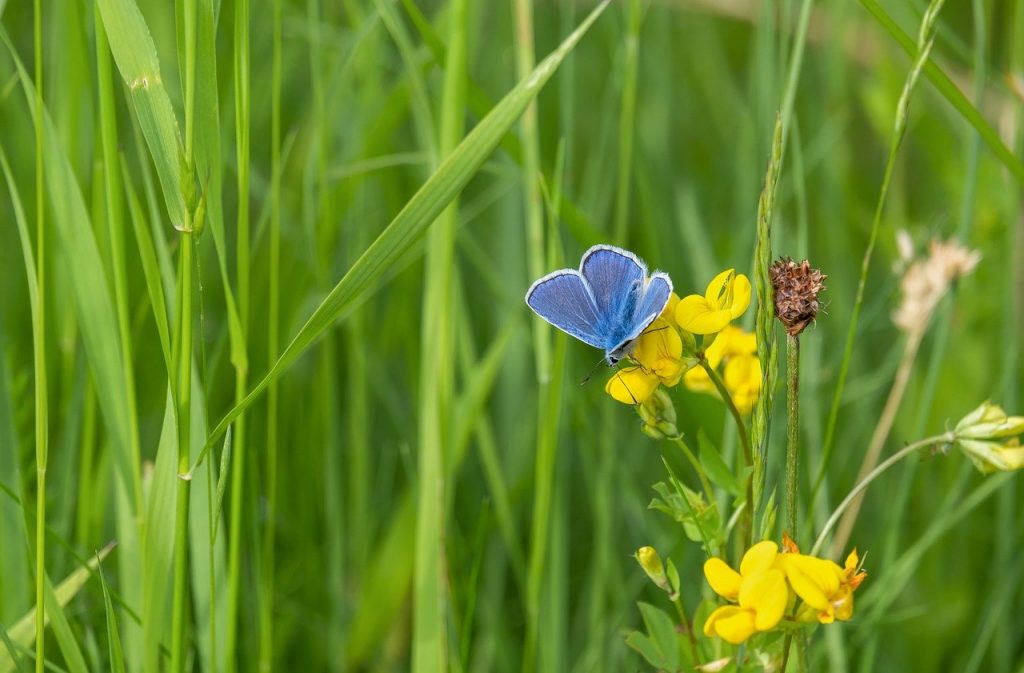 common blue butterfly, butterfly, flowers