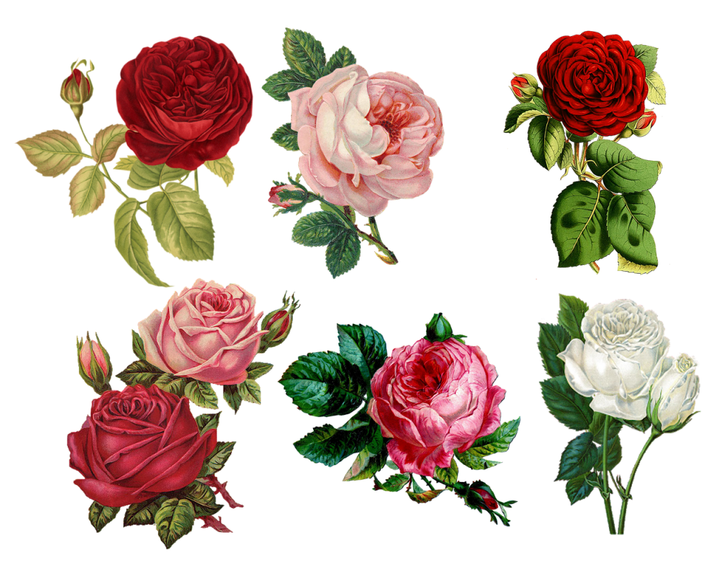 roses, collage, vintage